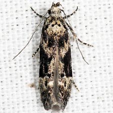 Coleotechnites atrupictella