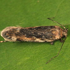 Filatima pseudacaciella