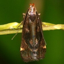 Dichomeris ochripalpella