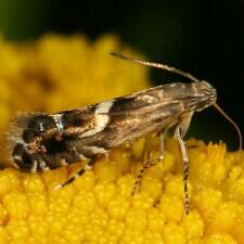 Glyphipterix haworthana