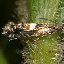 Diploschizia impigritella