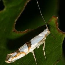 Argyresthia austerella