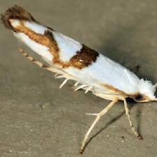 Argyresthia oreasella