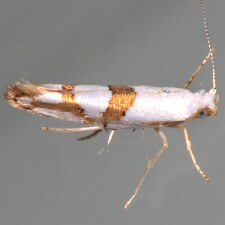 Argyresthia oreasella