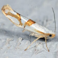 Argyresthia oreasella