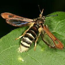 Pennisetia marginatum