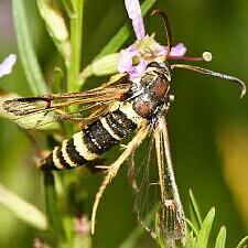 Carmenta wellerae