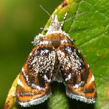 Prochoreutis inflatella