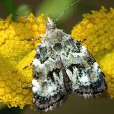 Choreutis diana