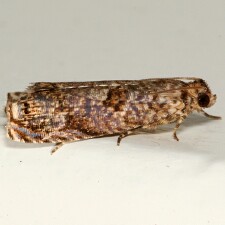 Episimus argutana