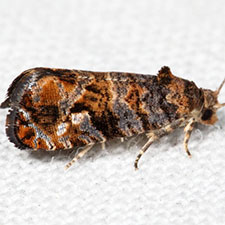 Paralobesia spiraeifoliana