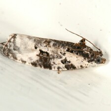 Apotomis albeolana