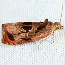 Olethreutes trepidulum