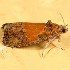 Olethreutes osmundana