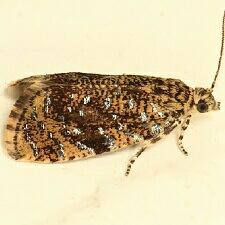 Olethreutes astrologana