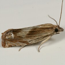 Eucosma radiatana