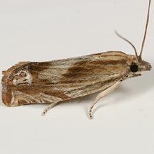 Eucosma formosana