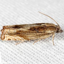 Eucosma formosana