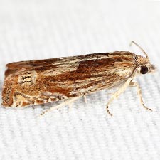 Eucosma formosana