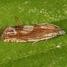 Eucosma formosana