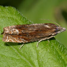 Eucosma formosana