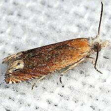 Eucosma raracana