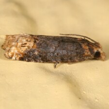 Eucosma ochroterminana