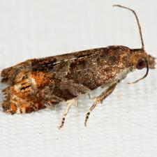 Eucosma parmatana