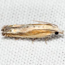 Eucosma kiscana