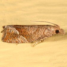 Pelochrista derelicta