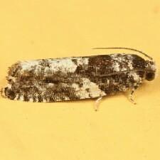 Gypsonoma adjuncta