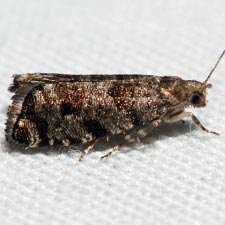 Epinotia nanana