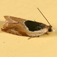 Ancylis burgessiana