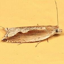 Ancylis diminuatana