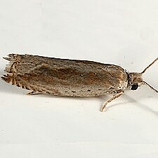 Ancylis diminuatana