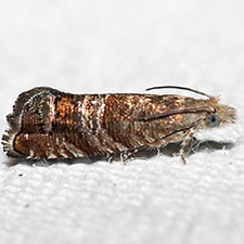 Satronia tantilla