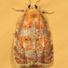 Acleris curvalana