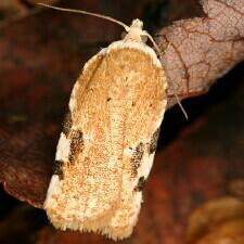 Acleris cervinana