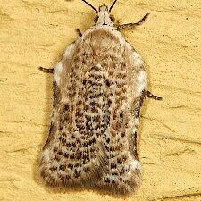 Acleris subnivana