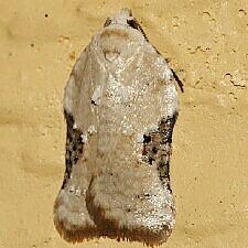 Acleris subnivana