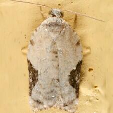 Acleris subnivana