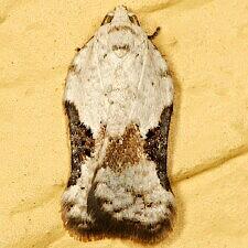 Acleris subnivana