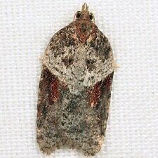 Acleris celiana