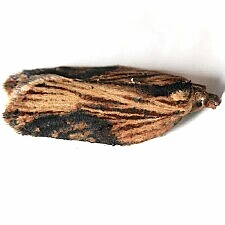 Acleris robinsoniana