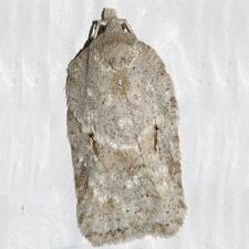 Acleris placidana