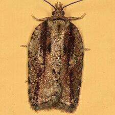 Acleris flavivittana