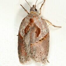 Acleris maculidorsana