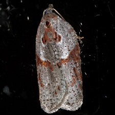 Acleris maculidorsana