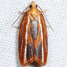 Acleris variana