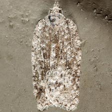 Acleris nigrolinea